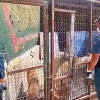 Investigado por maltrato animal: hallan seis perros fallecidos en Villafranca de los Barros