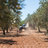 La aceituna en Extremadura: "Para llevar unos kilos al camión hace falta más papel que carga"