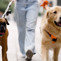 El mejor amigo del hombre: ¿sabes cuátos perros hay registrados en Extremadura?