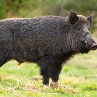 Reclaman un plan integral para controlar la sobrepoblación de fauna silvestre en Extremadura