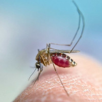 Piden reforzar la vigilancia tras detectarse mosquitos con Virus del Nilo en Andalucía