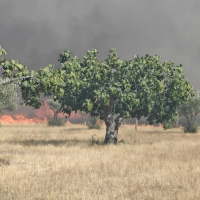 Declarado el nivel 1 de peligrosidad en un incendio forestal en Arroyo de la Luz (CC)