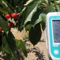 Un estudio extremeño descubre cómo lograr mejores cerezas adaptando el riego a la altitud