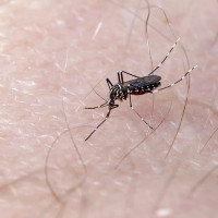 La Junta de Extremadura apuesta por la prevención de sus trabajadores frente al Virus del Nilo