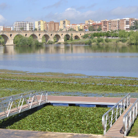 El nenúfar mexicano obliga a suspender la navegación en el Guadiana a su paso por Badajoz