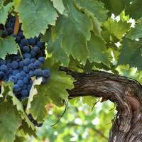 Apag Extremadura Asaja insiste en un plan para el viñedo y precios justos