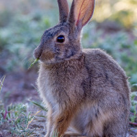 Una innovadora infraestructura sin precedentes para recuperar el conejo de monte en Extremadura