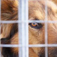 El PSOE de Badajoz exige explicaciones ante la situación del Centro de Protección animal