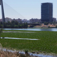 Así será la segunda fase para acabar con el nenúfar en Badajoz: ¿cuánto costará?