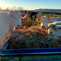 Más de 41.600 agricultores y ganaderos extremeños solicitan las ayudas de la PAC