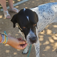 La colaboración ciudadana logra que una vecina de Badajoz encuentre a su perro perdido