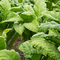 La nueva Ley del Tabaco pone en riesgo el futuro del sector tabaquero extremeño