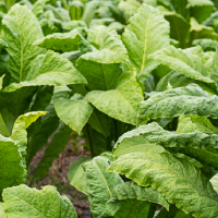 La nueva Ley del Tabaco podría amenazar a los 15.000 empleos del sector en Extremadura