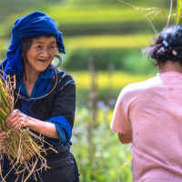 El arroz de Myanmar hunde a los productores europeos y la UE se niega a suspender el acuerdo