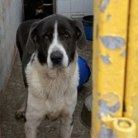 "Los avances en el Centro de Protección Animal siguen sin resolver los problemas de fondo"