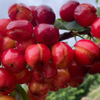 Estas serán las medidas de apoyo para los productores de cereza afectados por la borrasca de mayo