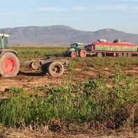 Cooperativas extremeñas estiman pérdidas en la producción de tomate esta campaña