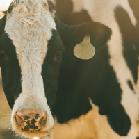 Nuevas ayudas para mejorar la producción de leche en las explotaciones extremeñas