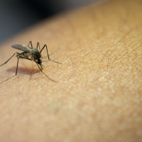 Aumenta el riesgo de enfermedades transmitidas por mosquitos: ayuda a su control con esta app