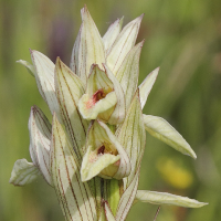 La orquídea endémica del Guadiana que está próxima a la extinción