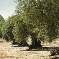 UPA-UCE Extremadura defiende el olivar tradicional como cortafuegos natural