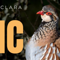 La perdiz con reclamo ya es Bien de Interés Cultural de Extremadura