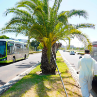 El Ayto. de Badajoz refuerza la lucha contra el picudo rojo en más de 700 palmeras