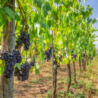 "No se puede seguir pagando por destruir vino mientras se arruina a los viticultores extremeños"