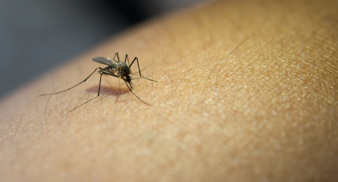 Aumenta el riesgo de enfermedades transmitidas por mosquitos: ayuda a su control con esta app