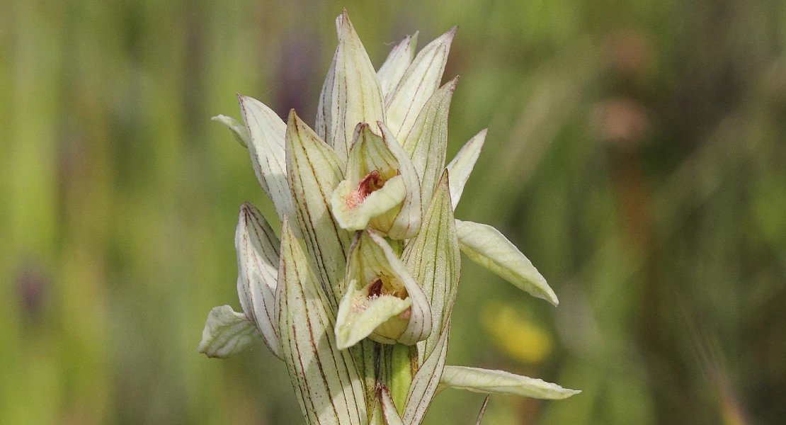 La orquídea endémica del Guadiana que esta próxima a la extinción