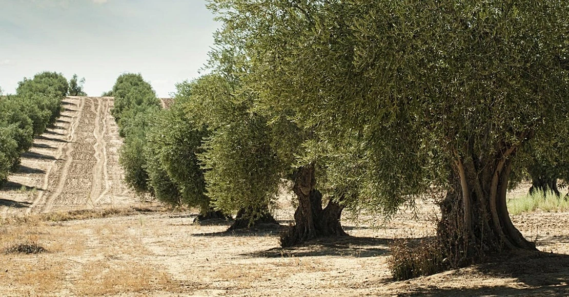 UPA-UCE Extremadura defiende el olivar tradicional como cortafuegos natural