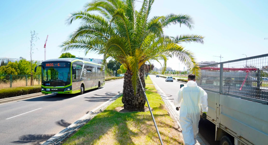 El Ayto. de Badajoz refuerza la lucha contra el picudo rojo en más de 700 palmeras