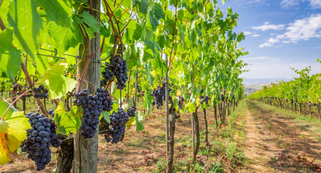 "No se puede seguir pagando por destruir vino mientras se arruina a los viticultores extremeños"