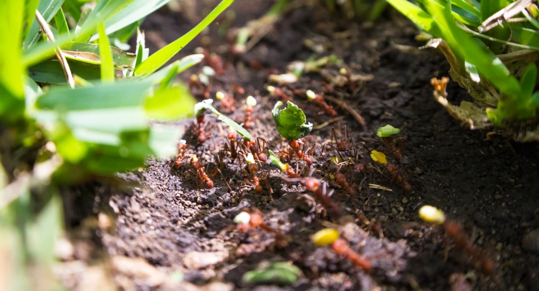 La plaga de hormigas invasoras que se expande por Andalucía y se acerca a Extremadura