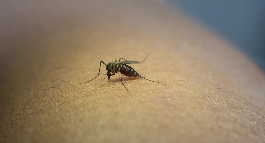 Confirmado un nuevo caso de fiebre del Nilo Occidental en Extremadura