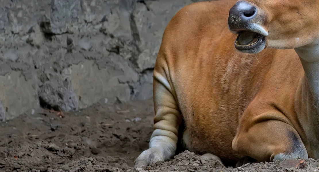 Una mujer herida tras ser embestida por un animal en un camino de Perales del Puerto