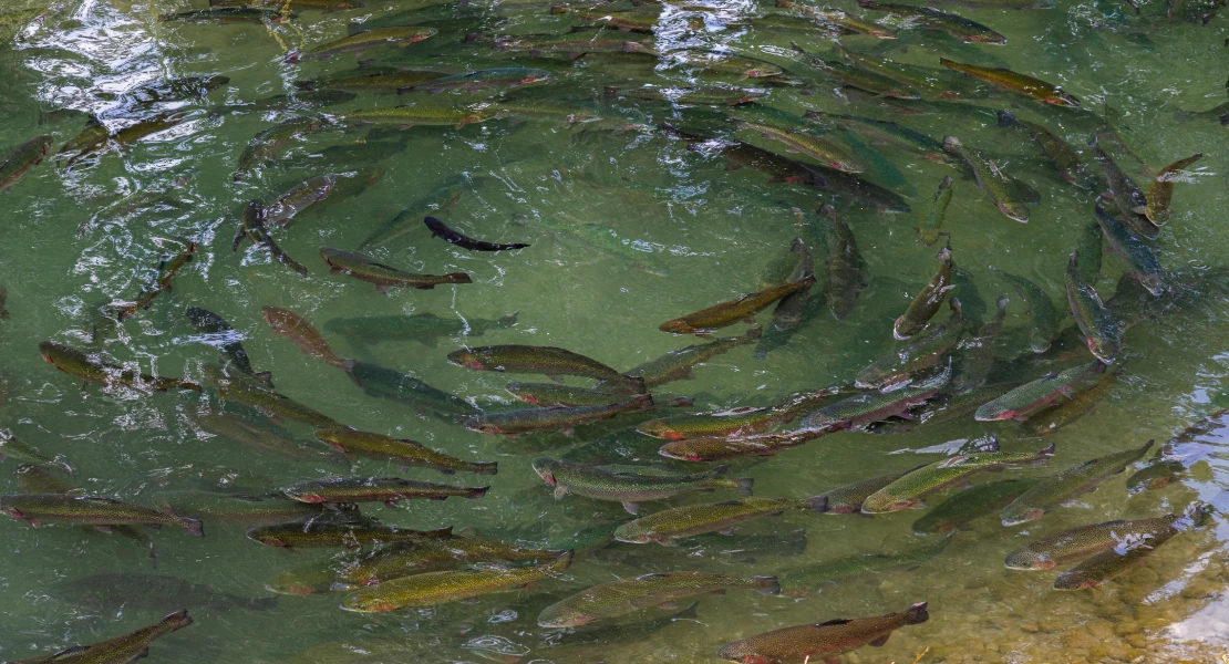 FONDENEX denuncia la retirada del Plan Piscícola y acusa a la Junta de ceder ante las especies invasoras