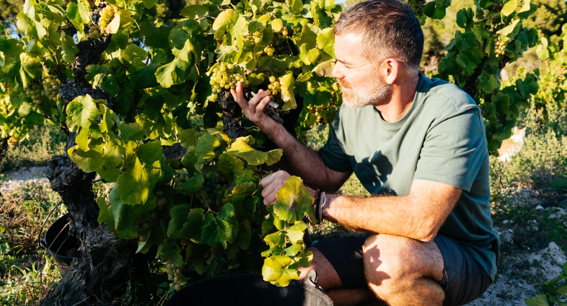 Reclaman "contratos que cubran costes" para los productores de uva en Extremadura