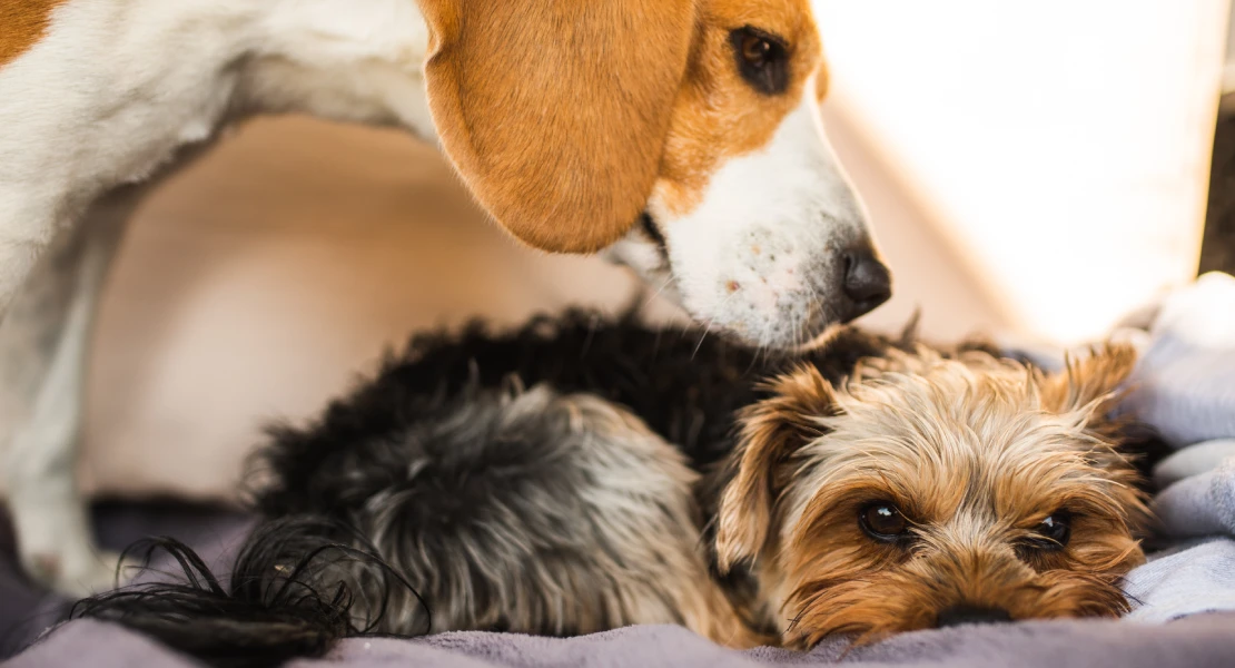 ¿Pueden los perros morir de pena? Un veterinario responde a los grandes mitos sobre las mascotas