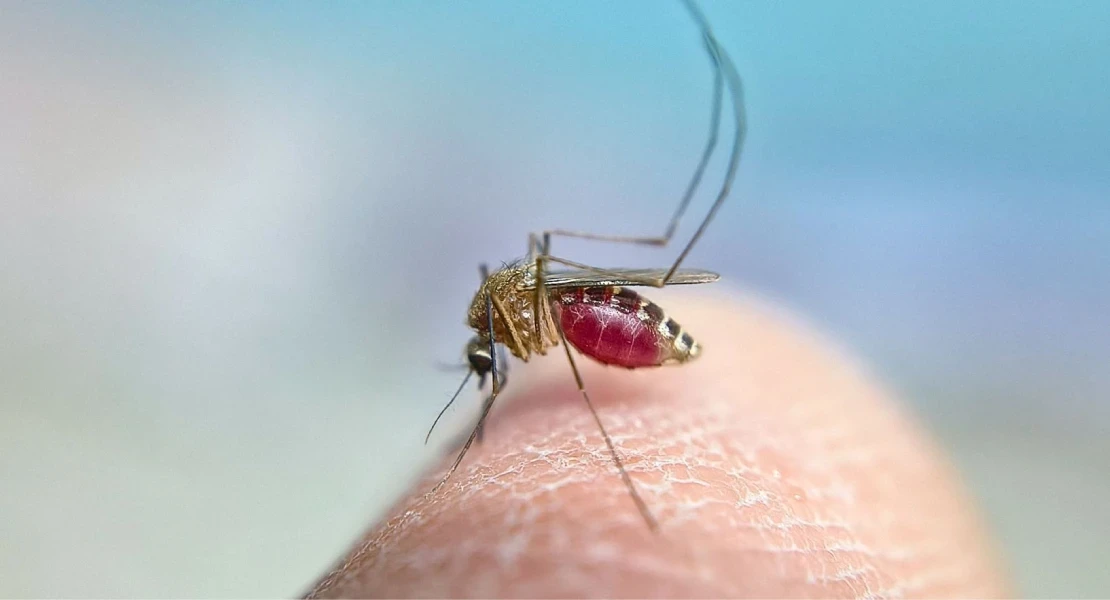 El SES confirma tres nuevos casos de fiebre del Nilo Occidental en Extremadura