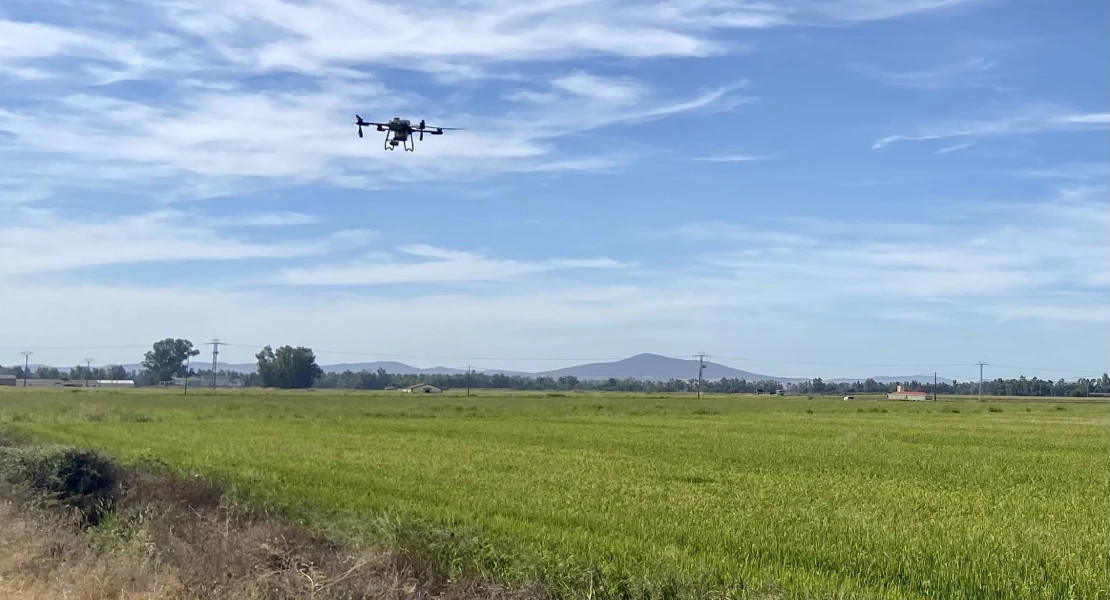 La Junta inicia el tratamiento fitosanitario para el control de la pudenta del arroz