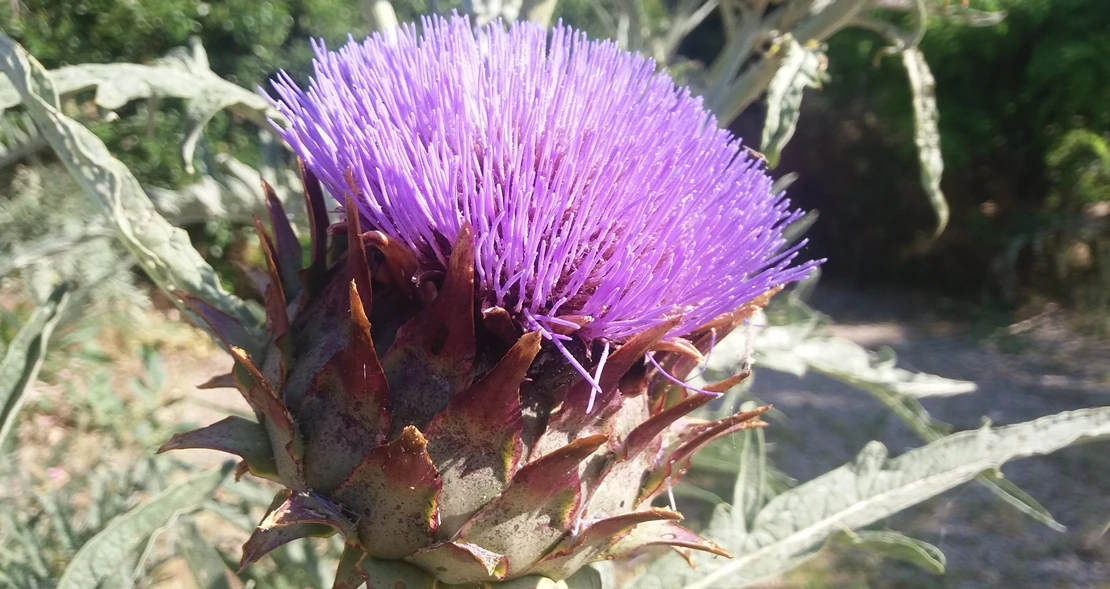 La DOP Torta del Casar lidera una investigación para avanzar en el estudio del cardo como coagulante