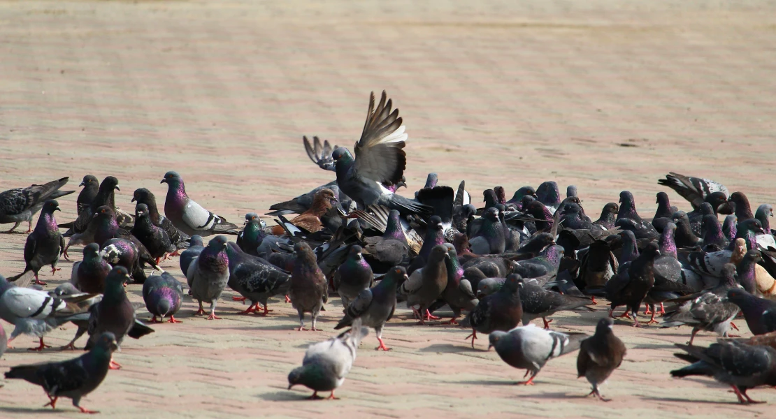 Críticas al plan de Mérida para el control de palomas: "Pan para hoy y hambre para mañana"
