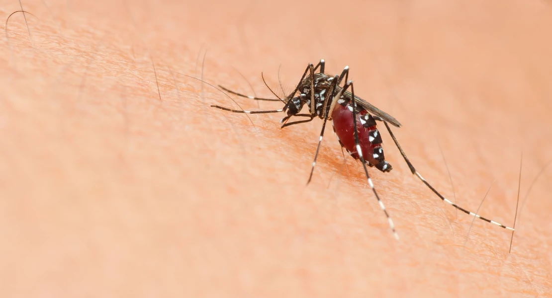 Extremadura suma seis nuevos casos de fiebre del Nilo Occidental que elevan la cifra a 17