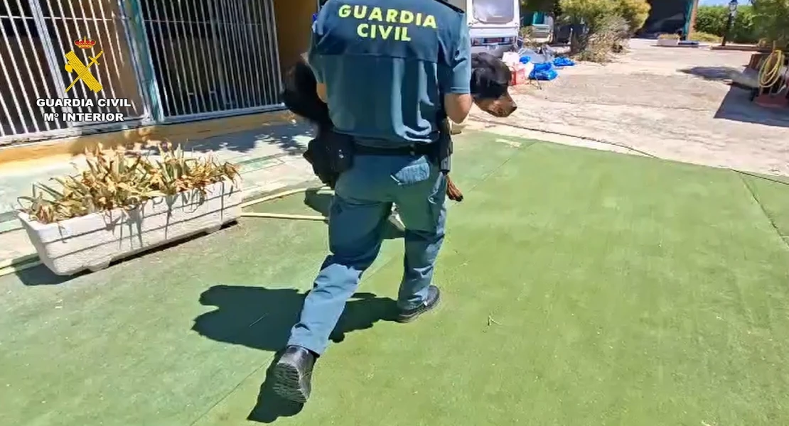 Investigados los dos propietarios de una escuela canina por presunto maltrato animal