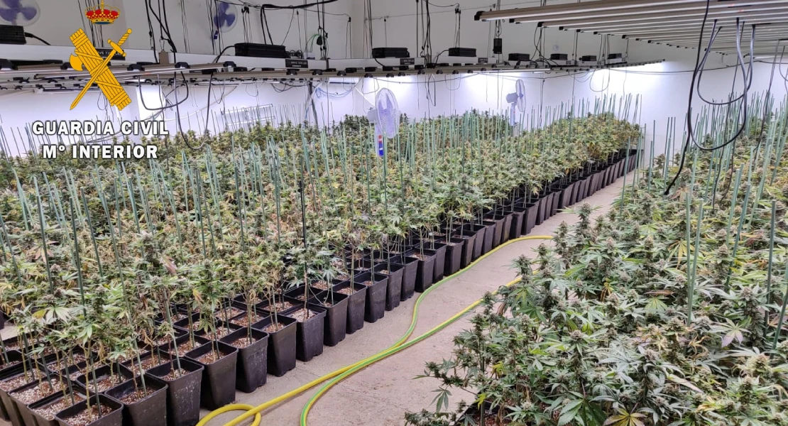 Descubren un invernadero oculto con casi 1.000 plantas de cannabis en un pueblo pacense