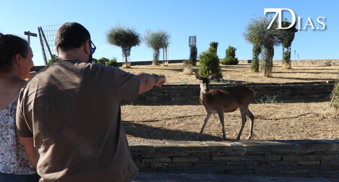 Así se vive la berrea del ciervo en el Parque Nacional de Monfragüe