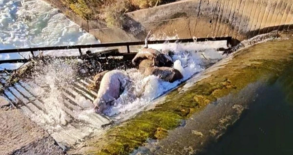 Piden una normativa estatal para evitar la muerte de animales en infraestructuras humanas