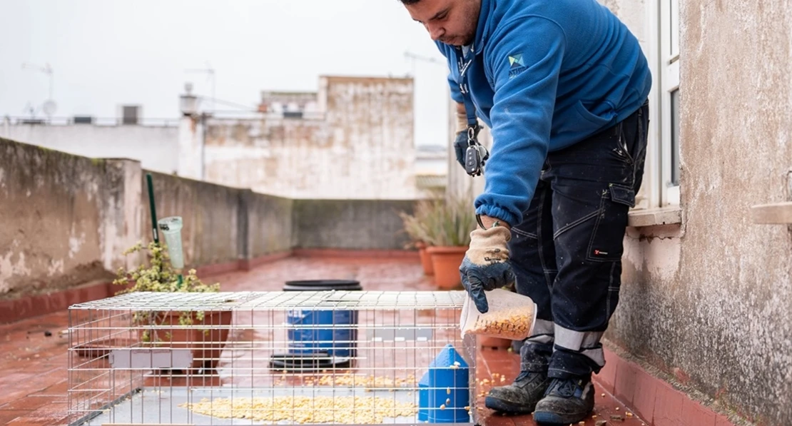 El Ayto. de Mérida intentará controlar las poblaciones de palomas