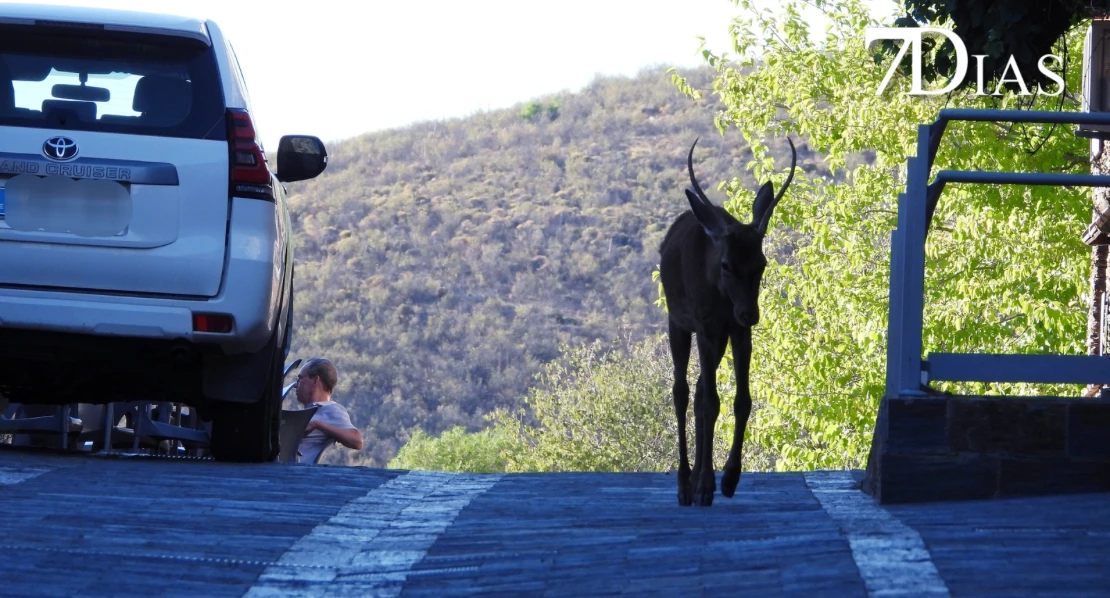 Así se vive la berrea del ciervo en el Parque Nacional de Monfragüe